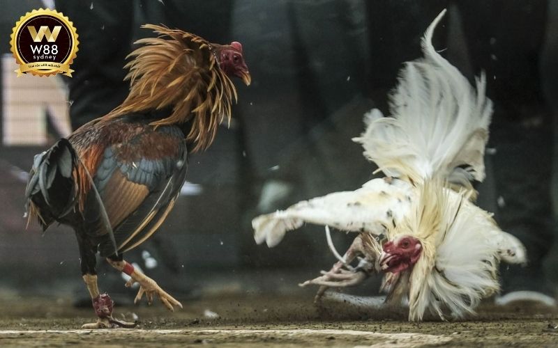 game đá gà online​