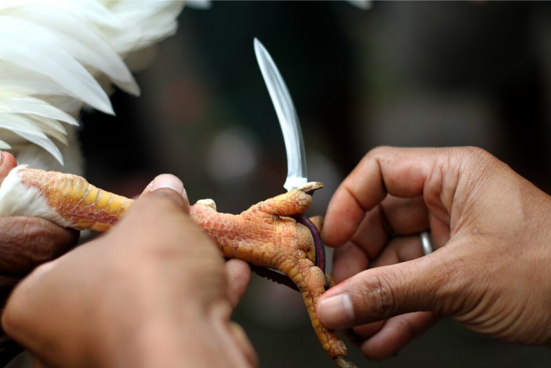 Ảnh gà đá cựa sắt đẹp