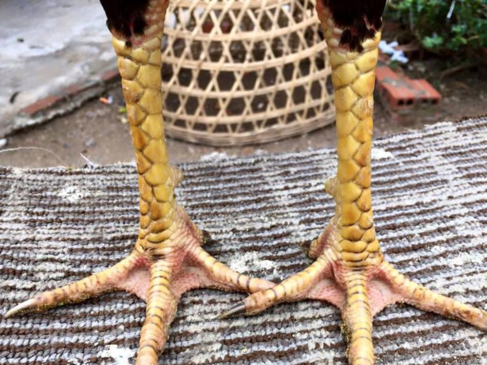 Chân gà là yếu tố quan trọng nhất để nhận biết lối đá